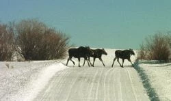Moose Moose