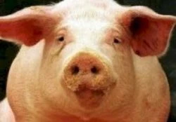pig