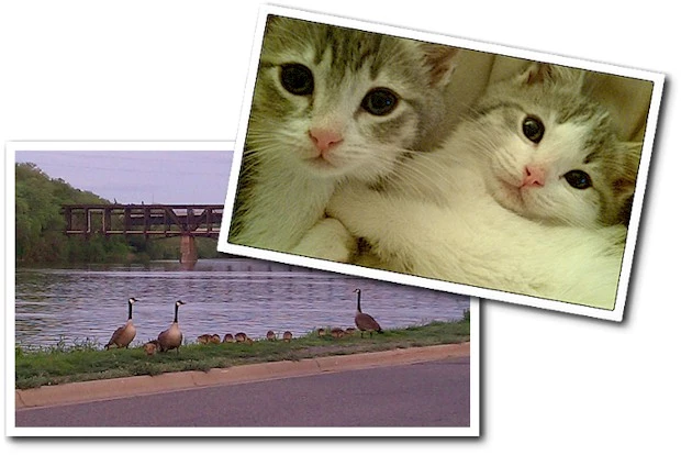 Kittens and Geese Kittens and Geese