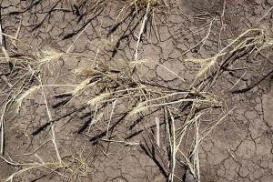 dry