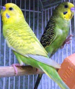 Lucky and Hollywood