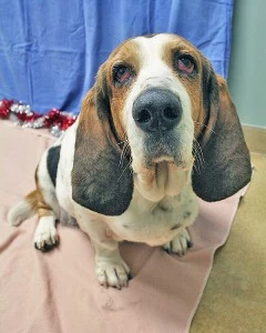 Maggie