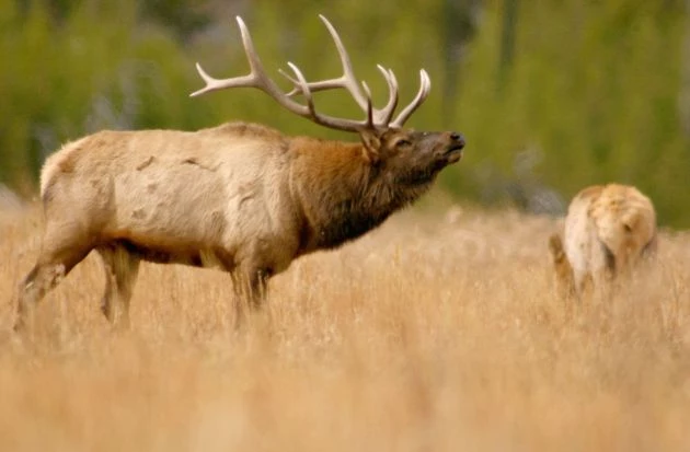 elk