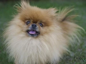 Mojo