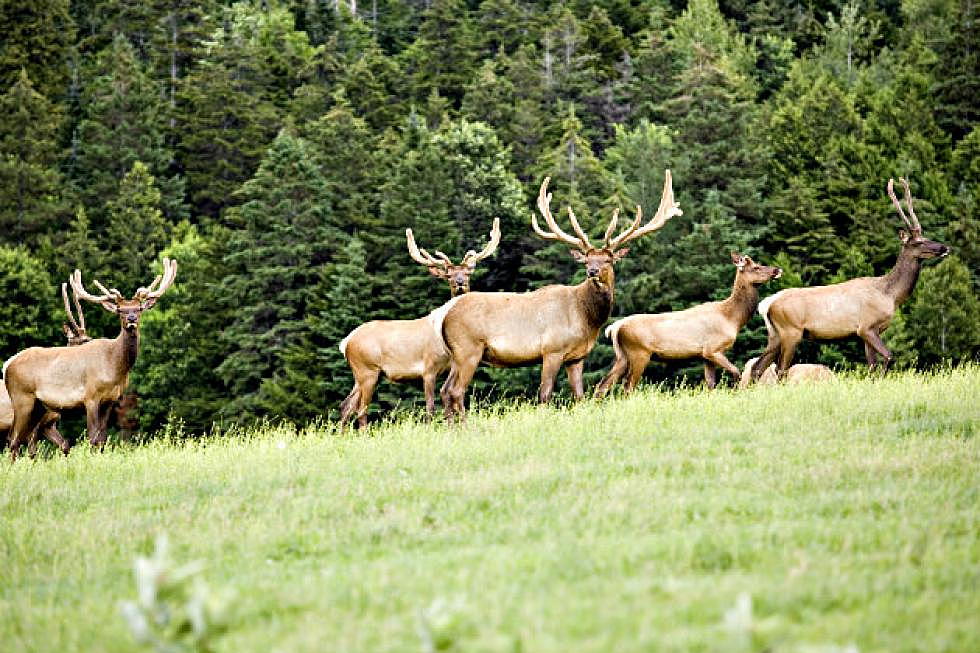 Rocky Mountain Elk Foundation Fundraiser