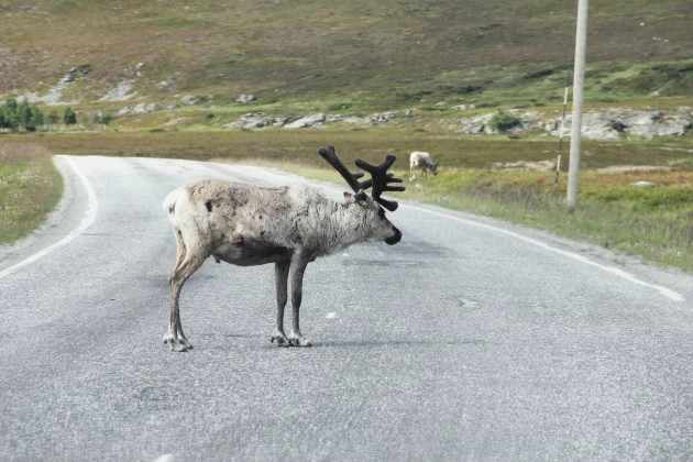 Moose