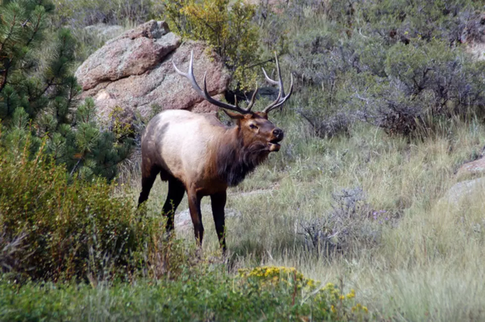 Rocky Mountain Elk Foundation Fundraiser