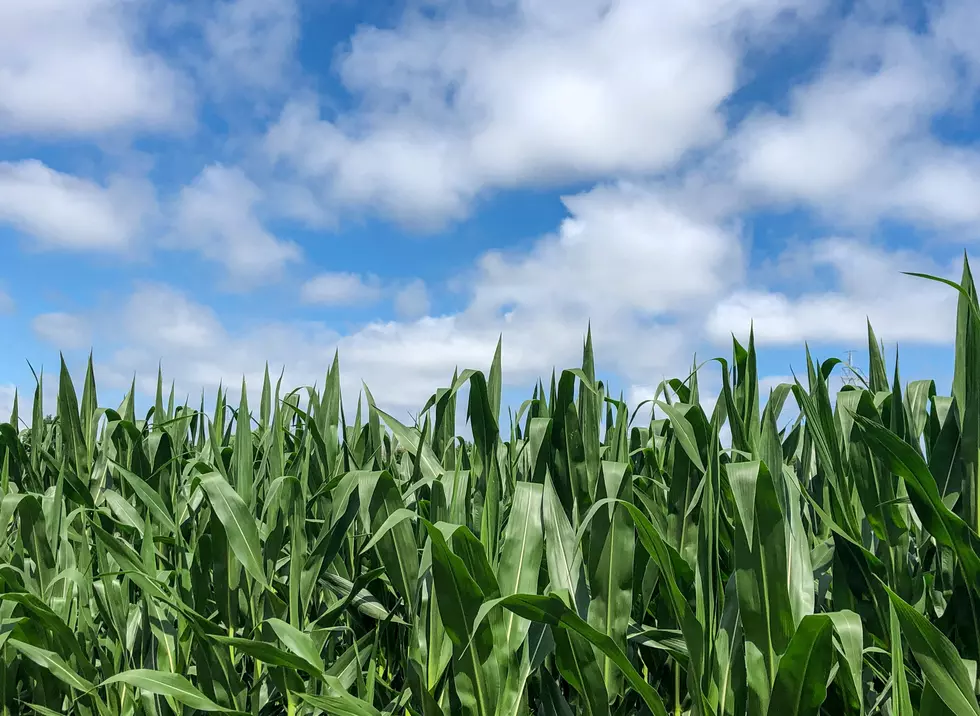 Some People Don’t Know What “Knee-High by the 4th of July” Means