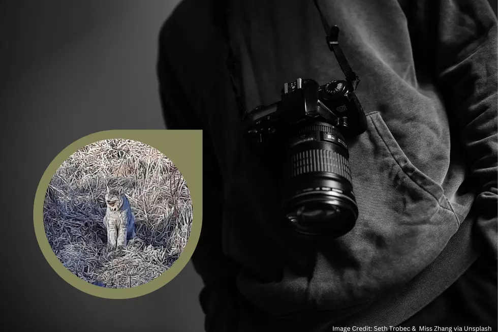 Roadside Attraction! MN Man Captures Photos Of Rare Canadian Lynx