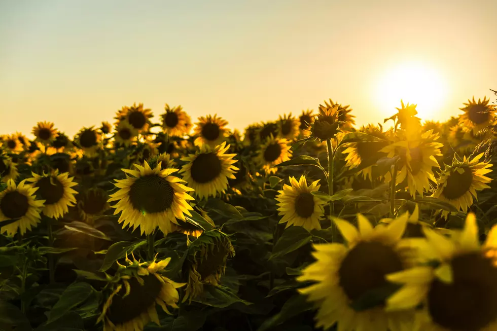 After Storms Local Garden Center Opens Up Sunflower Field For Free