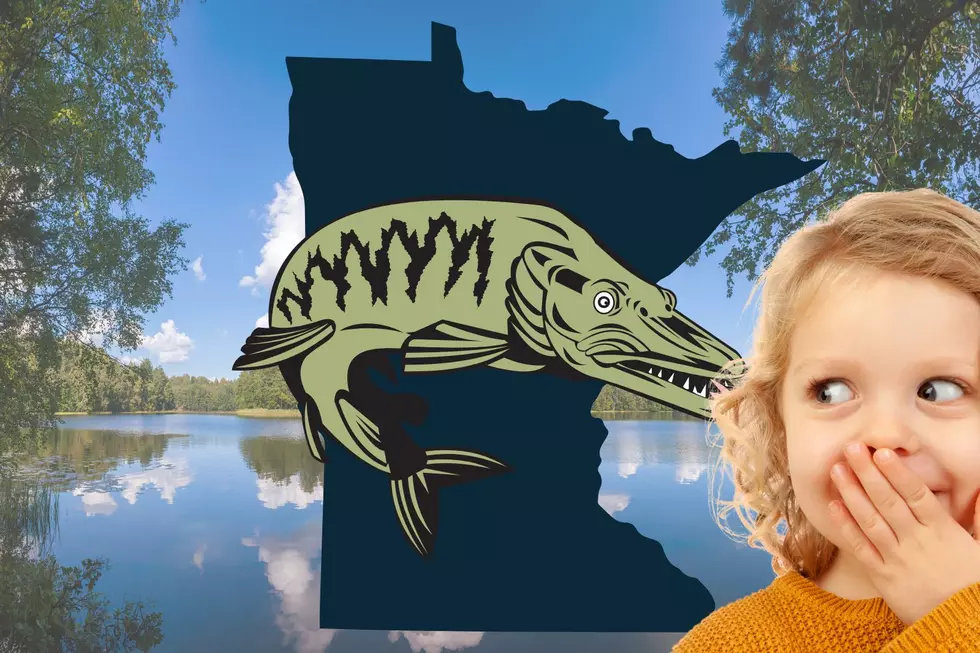What A Monster! Possible World Record Muskie Caught On Mille Lacs?