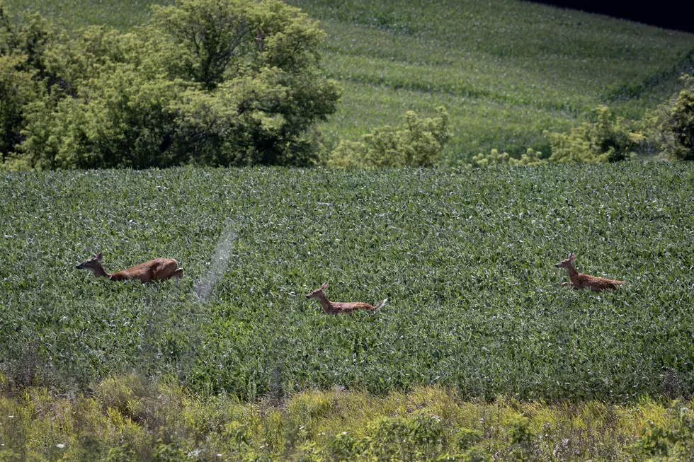 Do You Know What To Do If You Encounter A Deer Fawn?