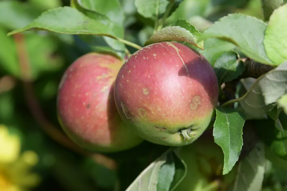 The Sweetest Mistake: ‘No BS Best Apple Crisp’ Recipe
