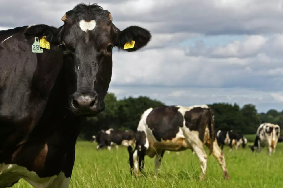 19 Minnesota Dairy Farms Affected by US-Canada Trade Dispute