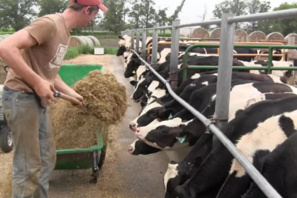 Austin Schmitt begins feeding the calves on his families dairy farm. (Photo: Alex Svejkovsky, WJON)