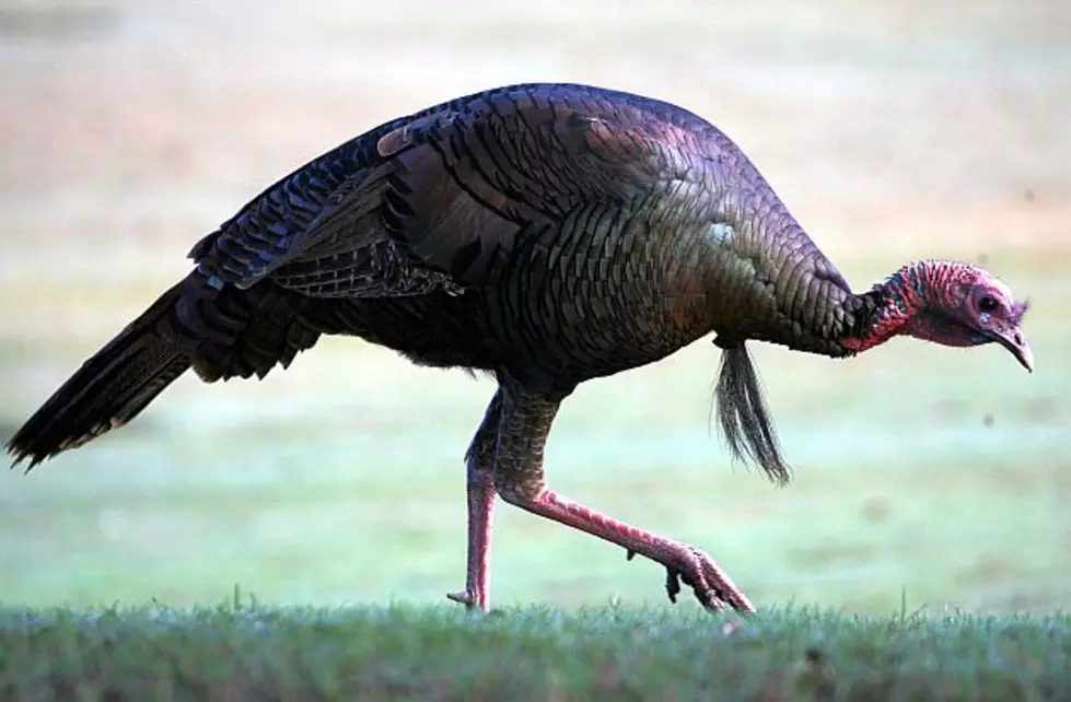 Minnesota Police Shoot Troublesome Turkey
