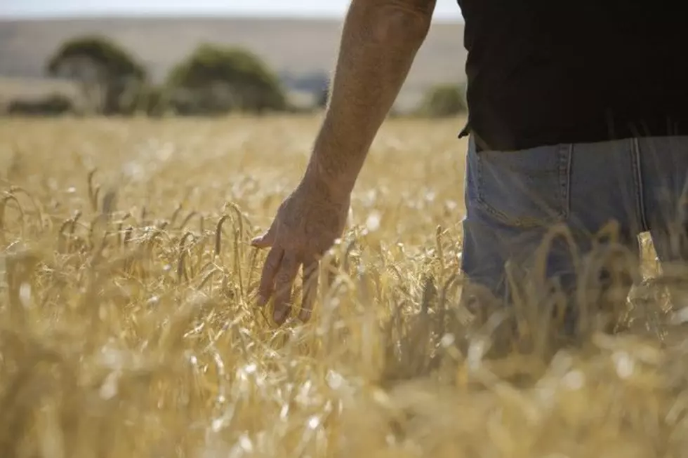 Mediation Program Helps Struggling Farmers In Minnesota