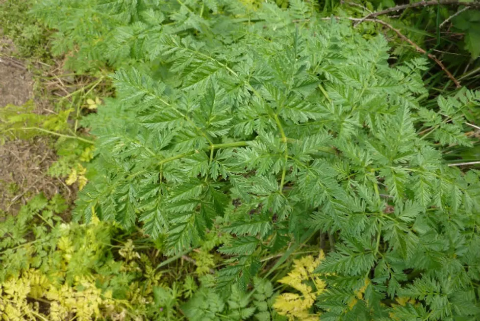 Poison Hemlock - Photo courtesy of the Minnesota Department of Agriculture
