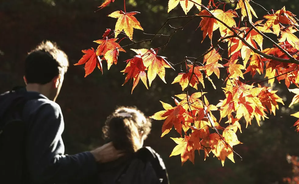 Minnesota Seeing Growing Number of Sick Maple Trees