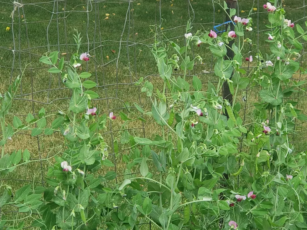 Garden Groove: What Didn’t Go Right This Year?