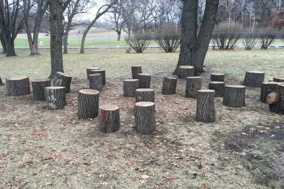 Riverview Starting to Develop Their School Forest Programming