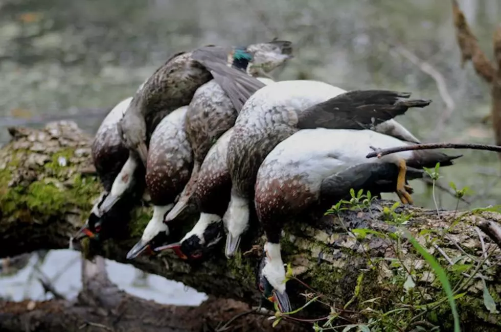 What You Need to Know About the Waterfowl Season in MN