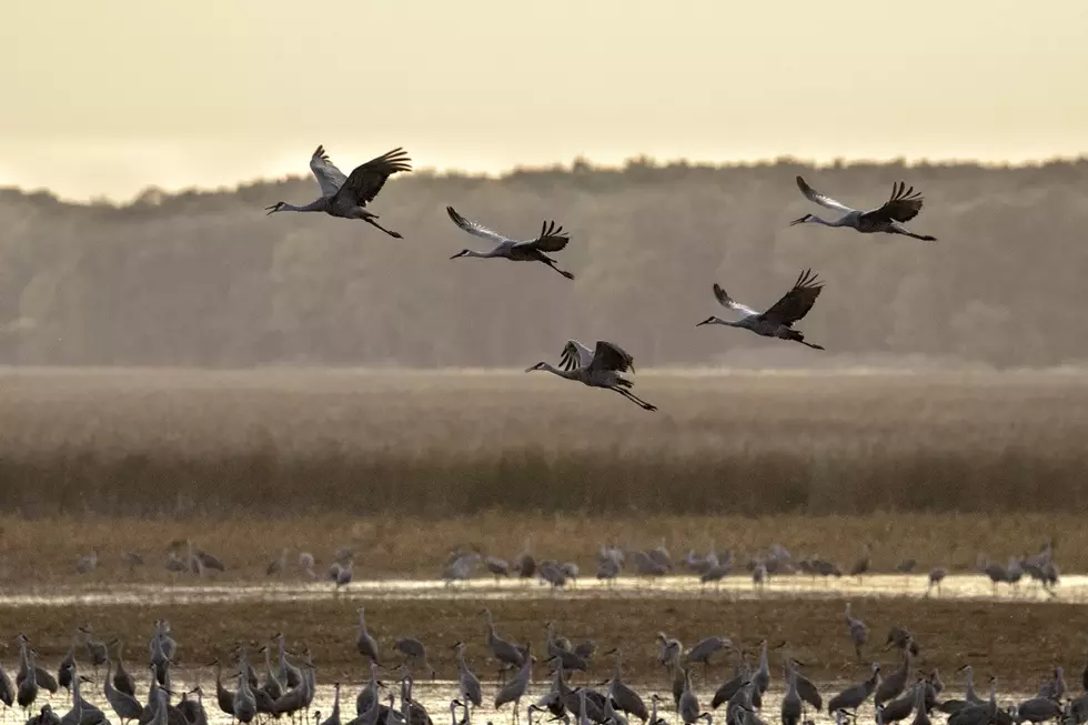 Sandhill Cranes at Sherburne NWR Ahead of Migration