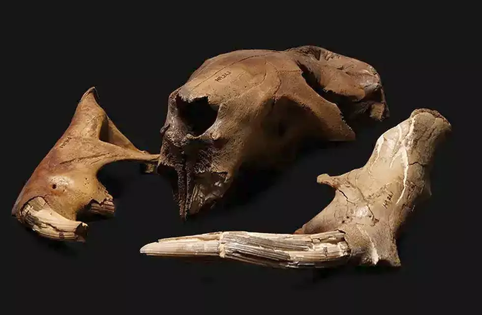 Beaver Island Brewing Hosting Giant Beaver Fossil Presentation