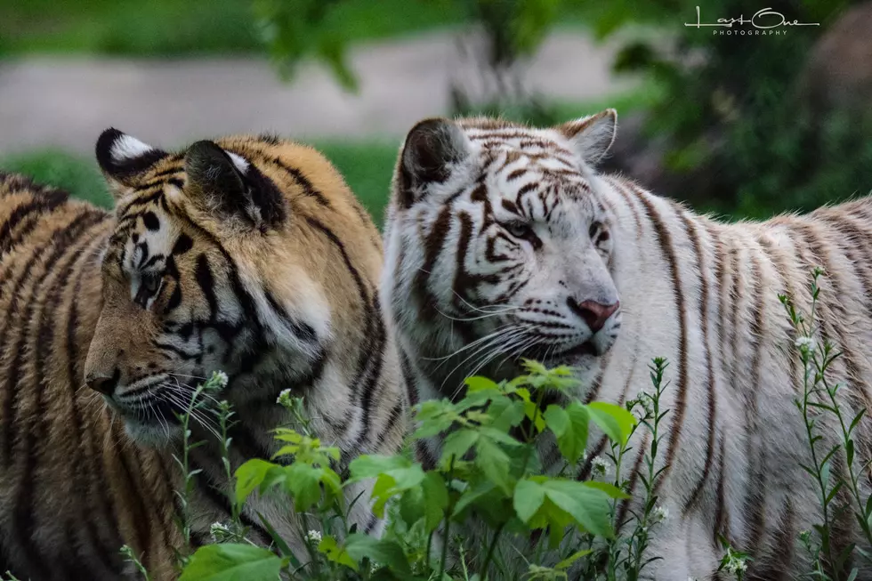New Camps and Events Await at Pine Grove Zoo