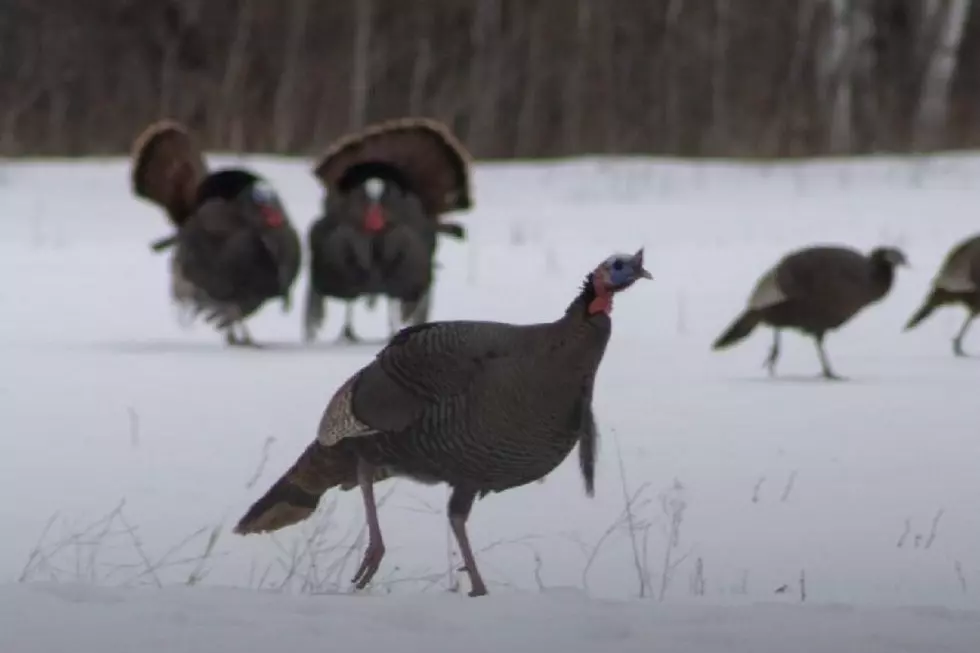Weather Impacts Turkey Hunting As Seasons Unfold In Minnesota