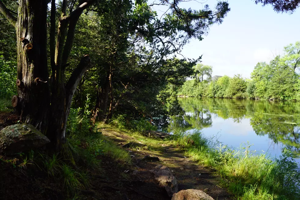 UPDATE: Controlled Burns Could Transform Lookout Park’s Landscape