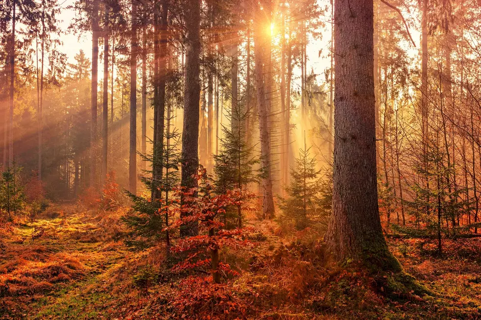 Oohs and Ahhs: Five Great Places to See Minnesota’s Fall Colors