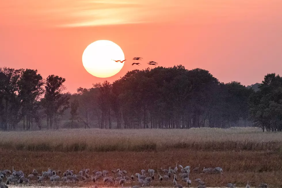 Sandhill Cranes Staging at Sherburne NWR Ahead of Migration