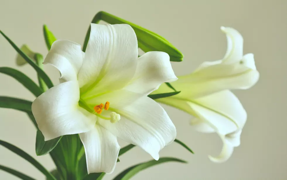 Ronald S. Schmidt, 77, Rice