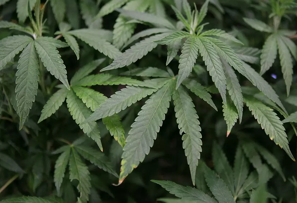 Pine City Man in Hot Water Over Unlicensed Cannabis Sales