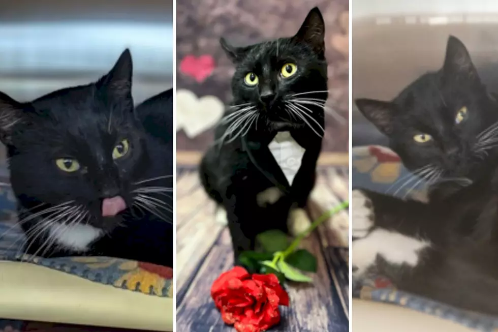 ‘Bowtie’ Would Love a New Central Minnesota Home this Valentine’s