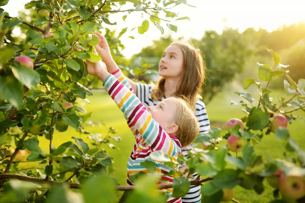 Apple Picking And Cider Tasting Is Calling This Autumn