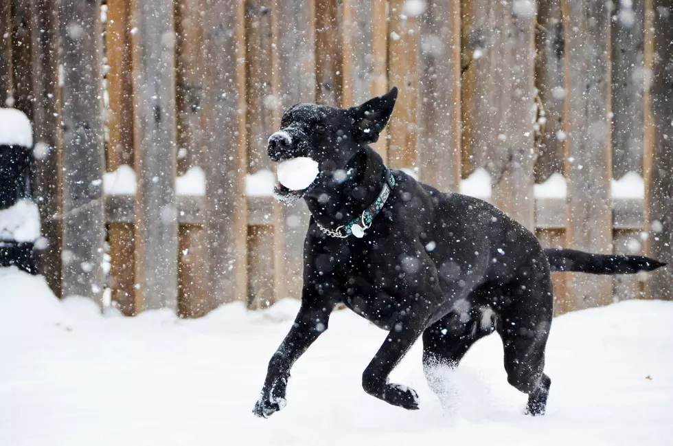Minnesota Snowfall Totals Friday Night, Saturday Morning