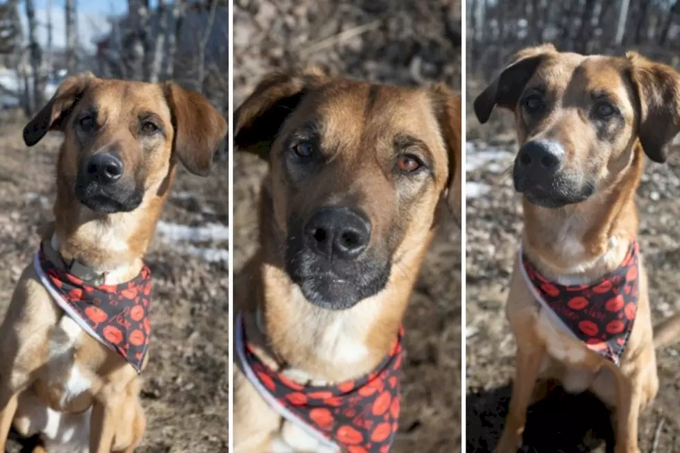 Luci Lingini: From Stray to Beloved Companion at St. Cloud’s Tri-County Humane Society