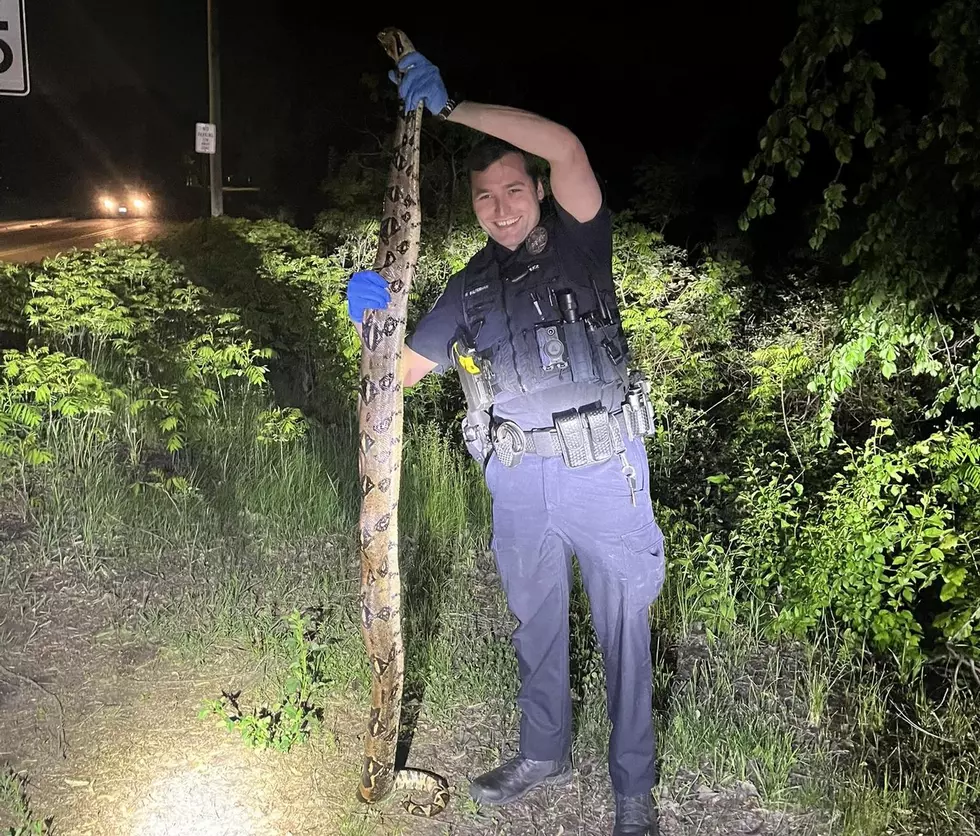 Boa Constrictor Struck, Killed By Vehicle in Big Lake
