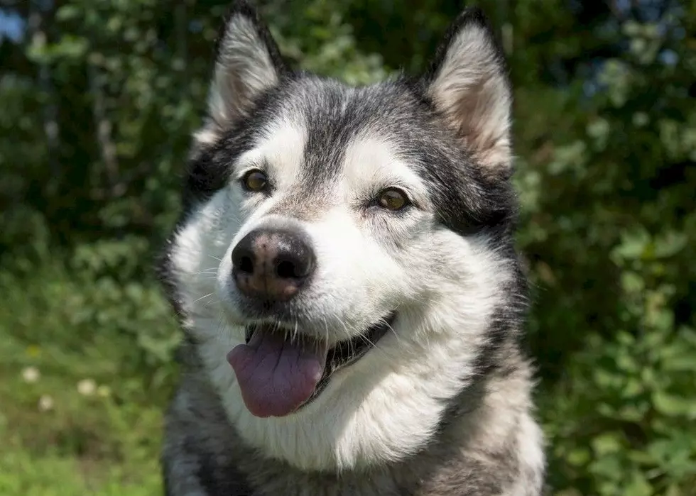 Meet Bella, The Spirited Husky Mix Waiting For A Home
