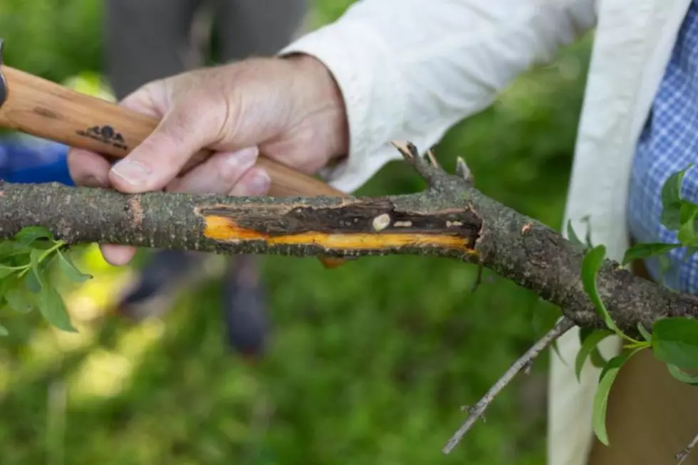 Fungi Research Offers Hope Against the Invasive Buckthorn Species