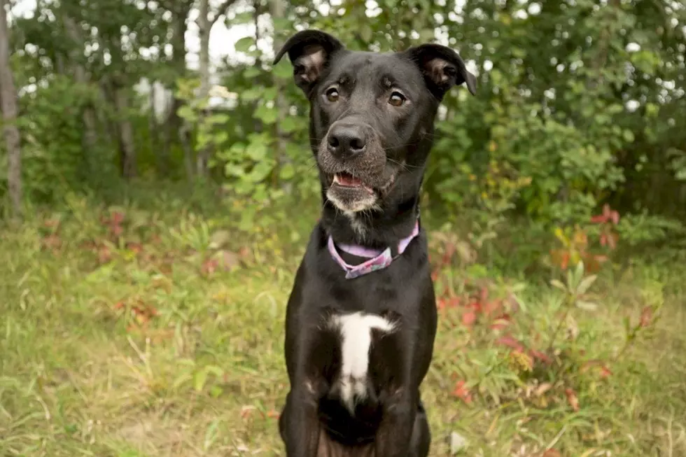 Meet Sassy The Playful Pup Looking For Her Forever Home