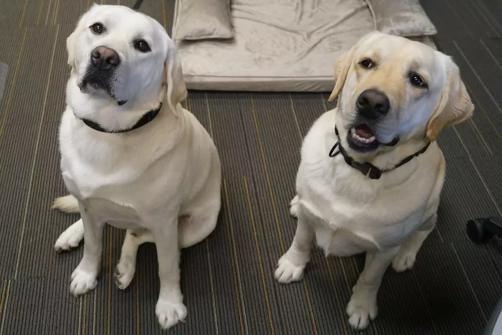 Laker And River Showcase The Power Of Paws In Service