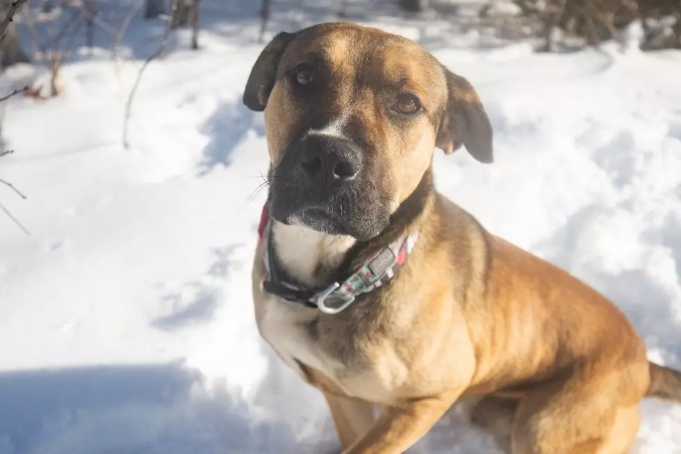Meet Jack, The Sweet Pup Waiting For His Forever Home