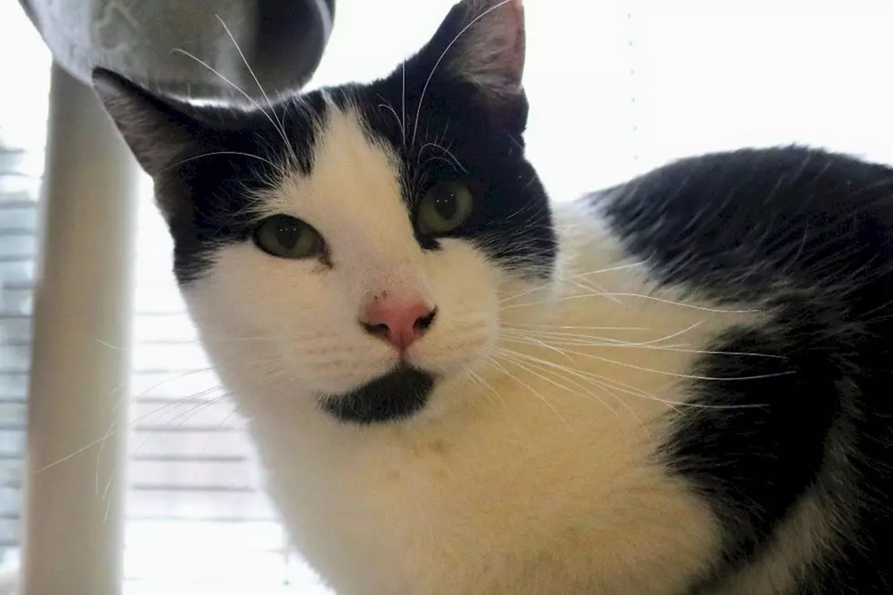 Meet Sprinkles, The Shy Cat Waiting For A Loving Home