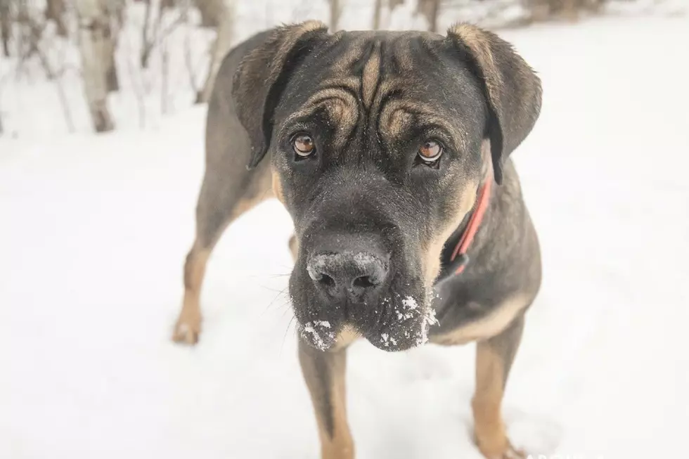 Meet Stella, The Gentle Giant Ready For A Loving Home