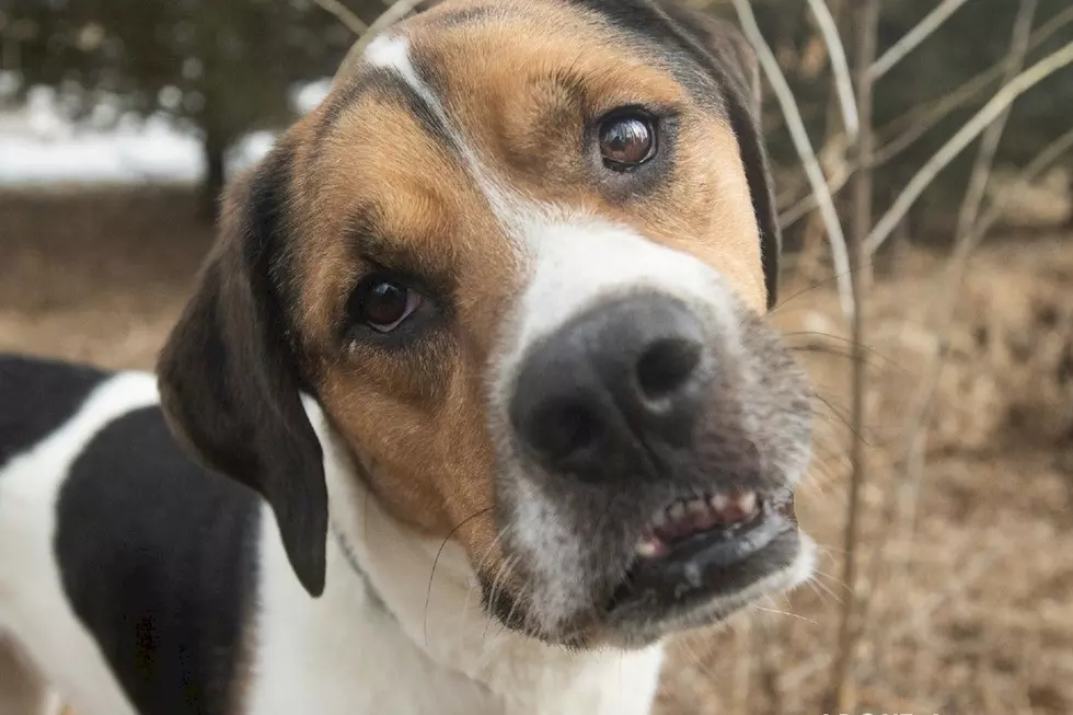 Meet Maggie Mae, The Playful Pup At TriCounty Humane Society