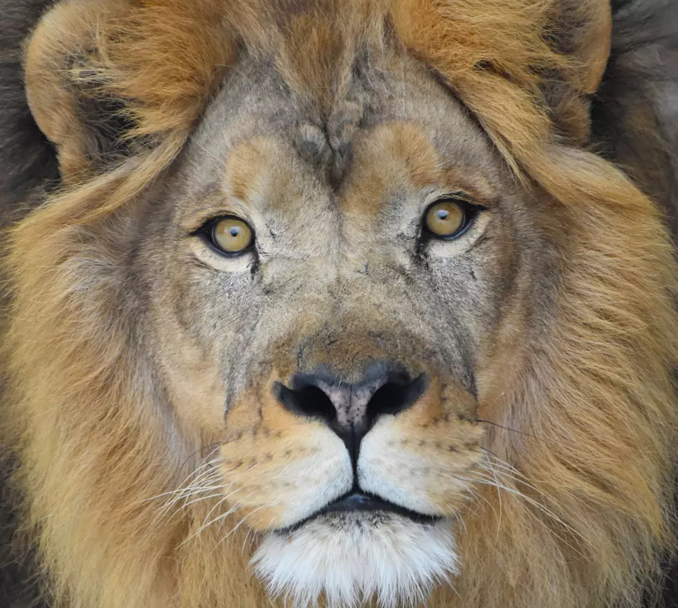 Como Park Zoo Mourns the Loss of Beloved Lion
