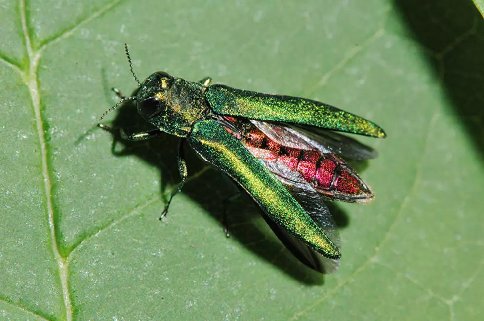 Sartell City Council Aims to Tackle Emerald Ash Borer with New Grant
